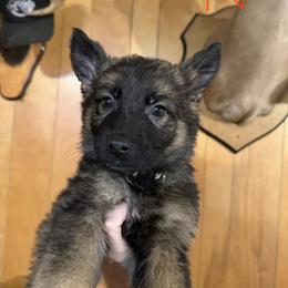Nova - Sable female German Shepherd puppy in Statesville, North Carolina from Von Haus Morgensturm