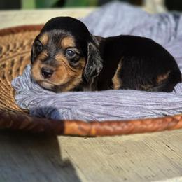 Girl 4 - Piebald female Dachshund puppy in Minden, Louisiana from Ironwood Creek