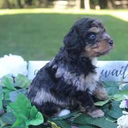 Aussiedoodle Puppies from Old Mills Aussiedoodles