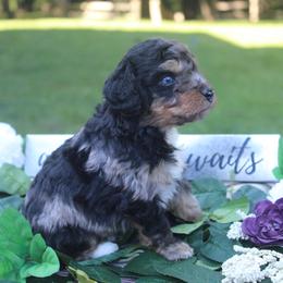 Aussiedoodle Puppies from Old Mills Aussiedoodles