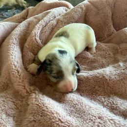 Girl Two - Piebald female Dachshund puppy in Phoenix/Chandler, Arizona from Jennifer's Guardian Doxies