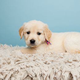 Amber - Golden Golden Retriever puppy in Heber City, Utah from Wasatch Back Companions