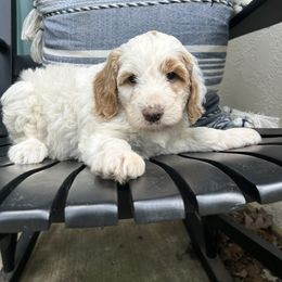 Ghost - Fawn and white Sheepadoodle puppy in Little Rock, Arkansas from Summer Blossom Doodles