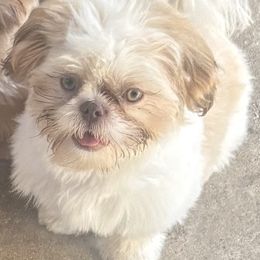 MARSHALL - Liver male Shih Tzu puppy in Valley Mills, Texas from Busch Pups