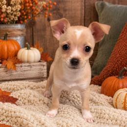 Cream Smooth Coat Female - Cream and white female Chihuahua puppy in Nashville, Tennessee from Music City Chi’s