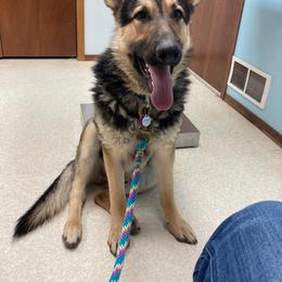 German Shepherd All Grown Up from Legacy German Shepherds