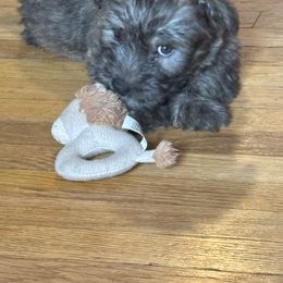 Glen of Imaal Terrier Puppies from Galore Glens