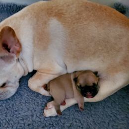 French Bulldog Puppies from Gaeta Creek French Bulldogs