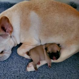 French Bulldog Puppies from Gaeta Creek French Bulldogs