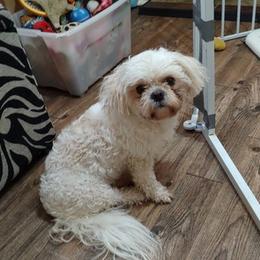 Shichons from Megen D Conroy