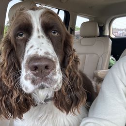 Copper - English Springer Spaniel