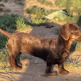 Venus - Dachshund