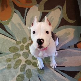 American Staffordshire Terrier Puppies from Kayo Kennel