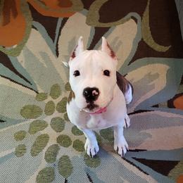 American Staffordshire Terrier Puppies from Kayo Kennel