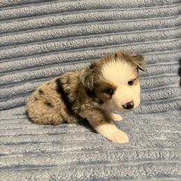 Blue Merle male - Blue merle male Miniature Australian Shepherd puppy in Washington, Indiana from Southern Indiana Mini Aussies