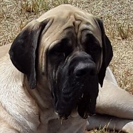 Sterling - Mastiff