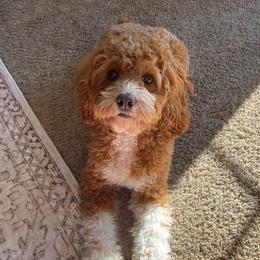Jade - Cockapoo