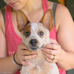 Waffle - Red speckled male Australian Cattle Dog puppy in Rhoadesville, Virginia from Rosewood Farms Australian Cattle Dogs