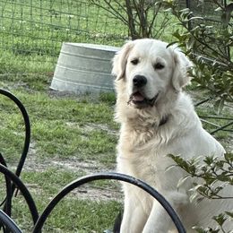 Coal - Golden Retriever