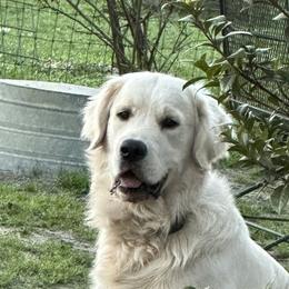 Coal - Golden Retriever