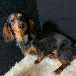 Dabby - Dachshund
