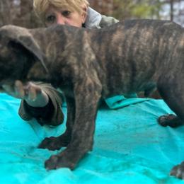 Olympia, Girl 3 - Cane Corso puppy from K9 Guardian Cane Corso