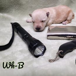 German Shepherd and Scottish Terrier Puppies from Viceroy's Kennel LLC