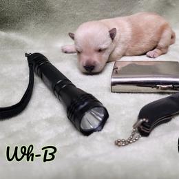 German Shepherd and Scottish Terrier Puppies from Viceroy's Kennel LLC