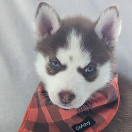 Girl 6 - Red and white Siberian Husky puppy in Carnegie/Pittsburgh, Pennsylvania from 3 Rivers Siberians(Richard's)