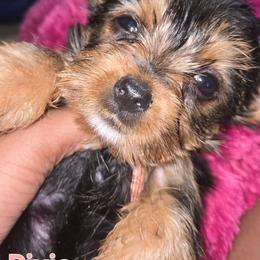 Pixie - Black and tan female Yorkshire Terrier puppy in Conyers, Georgia from Furrever Puppy Co.