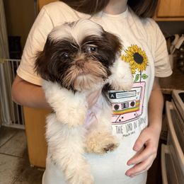 Luke - Liver and white male Shih Tzu puppy in Tenmile, Oregon from Polly Pockets Imperial Shih Tzu’s