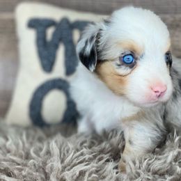Tiny Bug-Full natural tail and blue eyes likely - Blue merle Australian Shepherd puppy in Penrose, Colorado from Best Friend Aussies