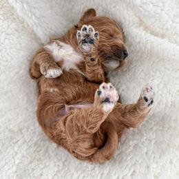 Twig - Red  male Goldendoodle puppy in Russell Springs, Kentucky from Milk & Honey Doodles