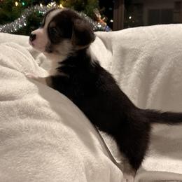 Espresso - Black and tan male Pembroke Welsh Corgi puppy in Beaverton, Oregon from Pordr Corgis