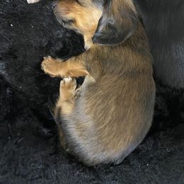 Dachshund Puppies from Yellowstone Dachshunds