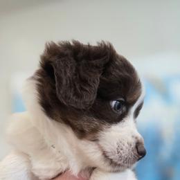 Chedder - Red tri-color male Miniature American Shepherd puppy in Santa Rosa, California from BennettValleyAussies