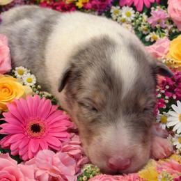 Georgie - Blue merle white and tan female Collie puppy in Carencro, Louisiana from Cajun Bayou's Collies LLC