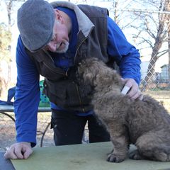 Leonberger Puppies from Tipping Point Leonbergers