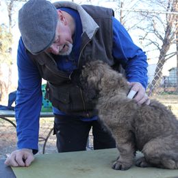 Leonberger Puppies from Tipping Point Leonbergers