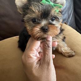 Autumn - Black and tan female Yorkshire Terrier puppy in Tempe, Arizona from Kissable baby face yorkies
