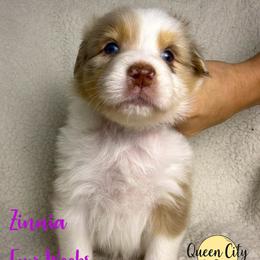 Zinnia - Red merle female Australian Shepherd puppy in Falmouth, Kentucky from Queen City Farm