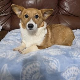 Male 1 - Sable male Pembroke Welsh Corgi puppy in Unicoi, Tennessee from Unaka Mountain Corgis