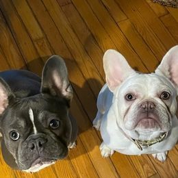 French Bulldogs from The Bull Life