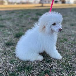 Penny - Poodle