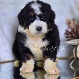 Wilder - Tri-color male Bernedoodle puppy in Cleveland, Georgia from Jam's Doodles And Poodles