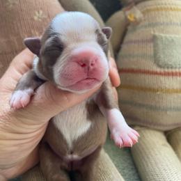 Girl 4 - Red female Boston Terrier puppy in Tampa, Florida from Bayshore Boston Terrier’s