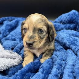 Dapple boy 2 - Brindle male Dachshund puppy in Spanaway, Washington from 11 Oaks Kennels