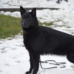 Miska - German Shepherd