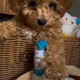 Poodle Puppies from Red Mini Poodles AZ
