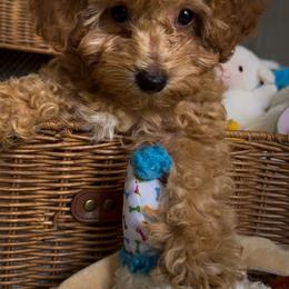 Poodle Puppies from Red Mini Poodles AZ